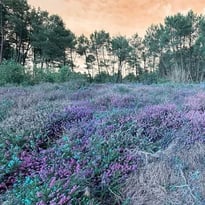Les Landes au fil du temps