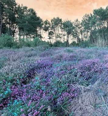 Les Landes au fil du temps
