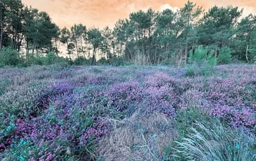 Les Landes au fil du temps