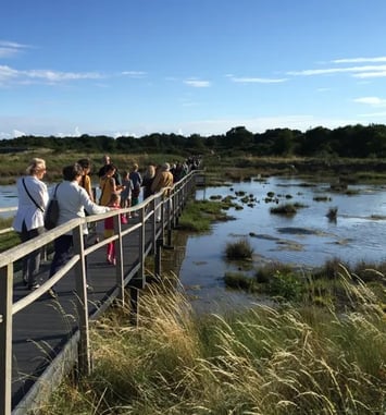 Visite de la Réserve naturelle des marais de Séné