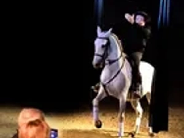 Cabaret équestre Les Chevaux Dansent à la Bodega