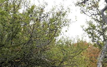 Balade à la découverte des chemins de Plouharnel