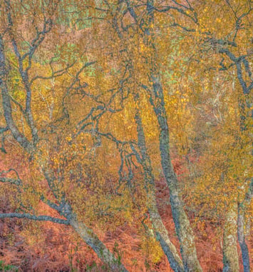 Exposition « Forêt », Didier Goupy