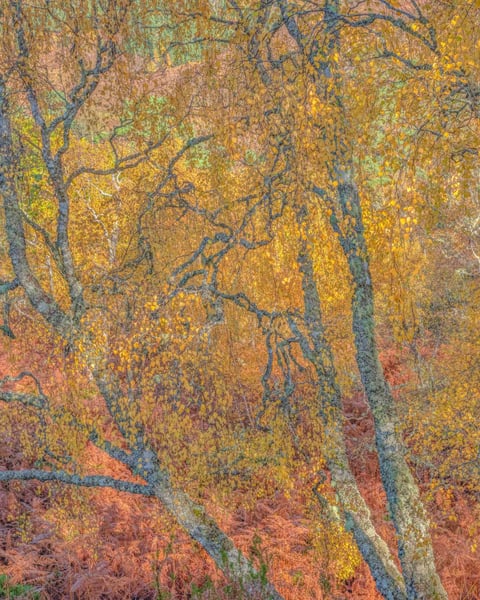 Exposition « Forêt », Didier Goupy
