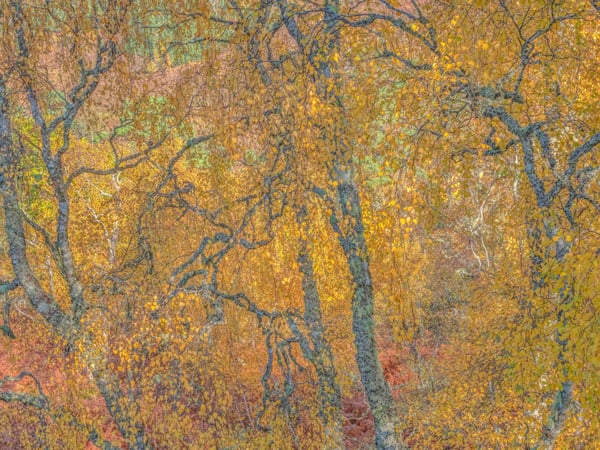 Exposition « Forêt », Didier Goupy