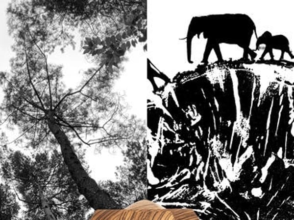 Kairos, des arbres et des éléphants