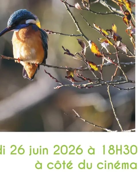Exposition photo "À vol d'oiseaux dans le Morbihan"
